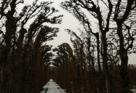 Winter trees in Vienna